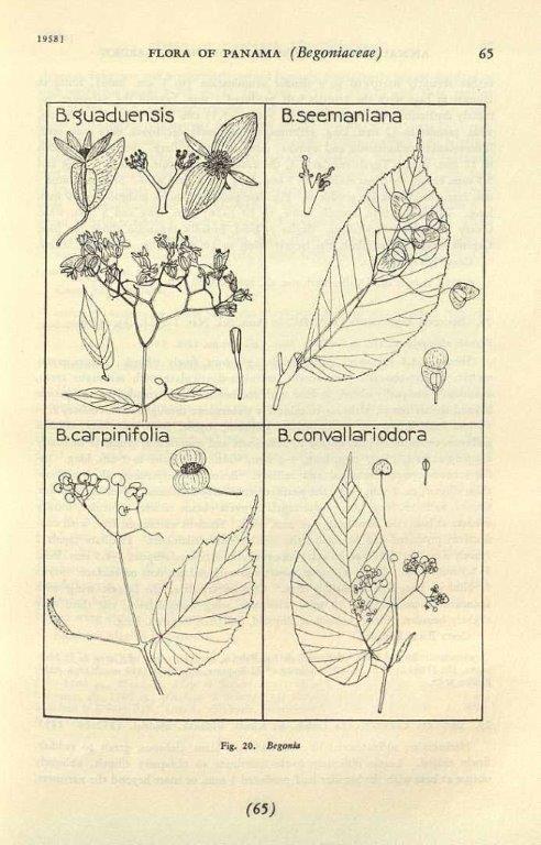 B. seemanniana var. seemanniana